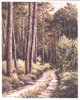 Paysages N 2 - Cliquer pour agrandir