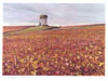 Paysages N 11 - Cliquer pour agrandir
