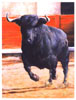 Tauromachie N° 23 - Cliquer pour agrandir