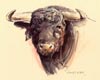 Tauromachie N° 15 - Cliquer pour agrandir