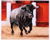 Tauromachie N° 22 - Cliquer pour agrandir